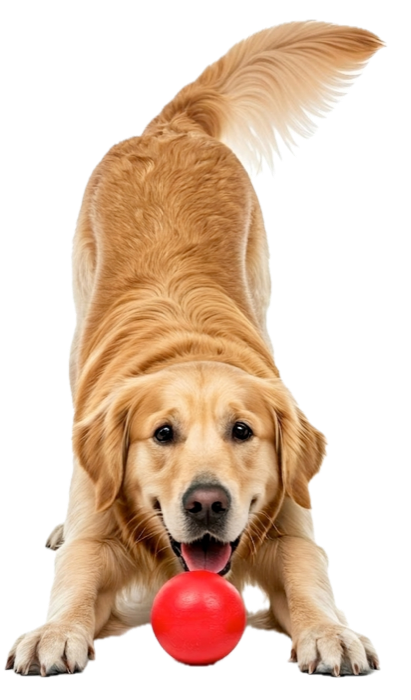 Dog playing